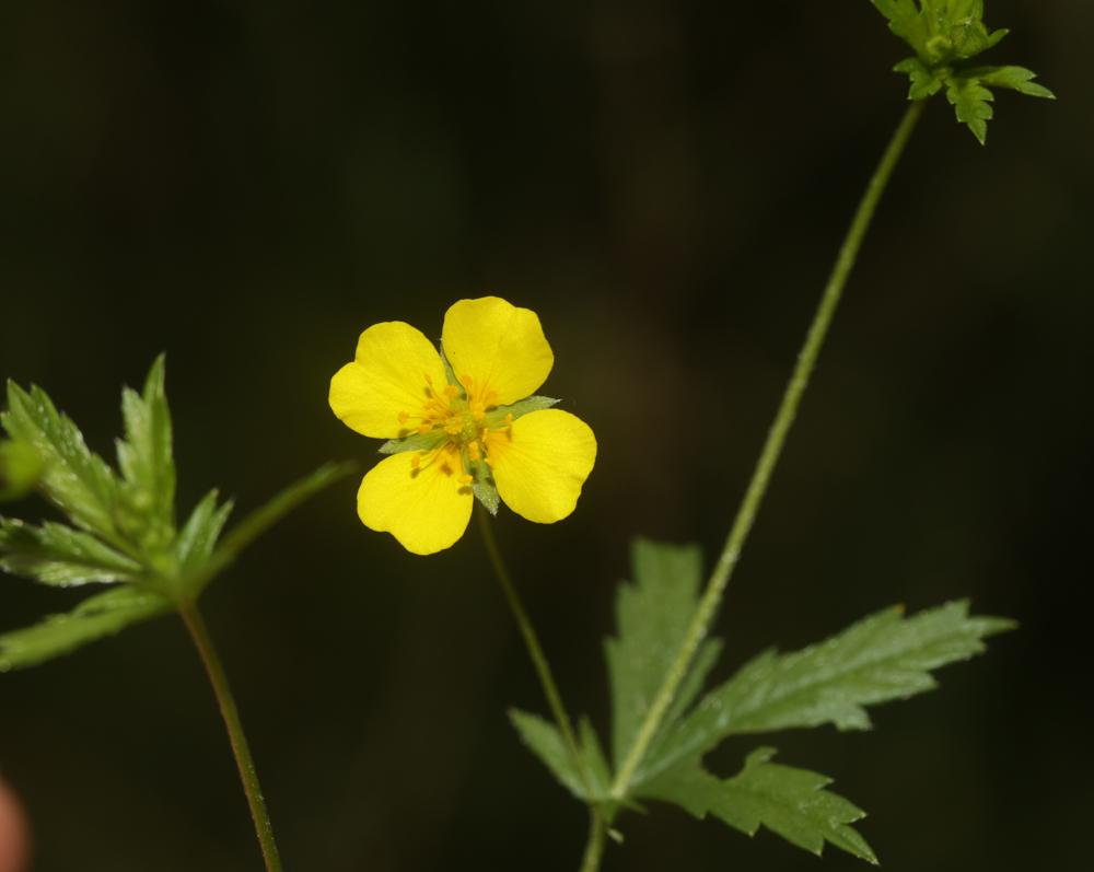 Potentille tormentille Potentilla erecta (L.) Raeusch., 1797