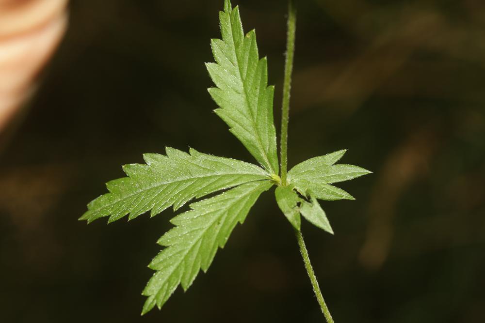 Potentille tormentille Potentilla erecta (L.) Raeusch., 1797