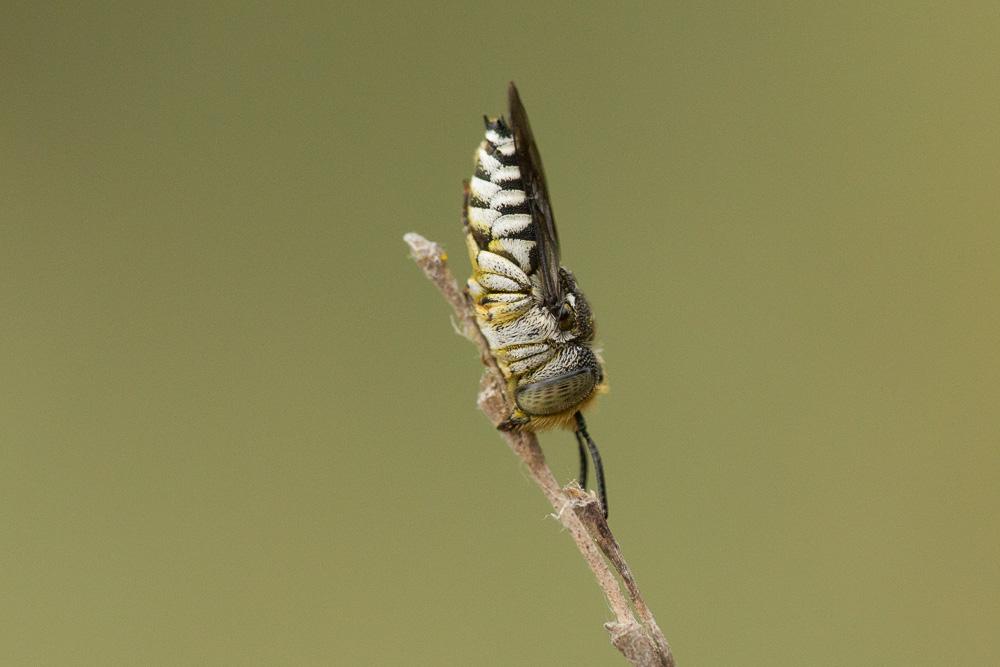Coelioxys afra Lepeletier, 1841