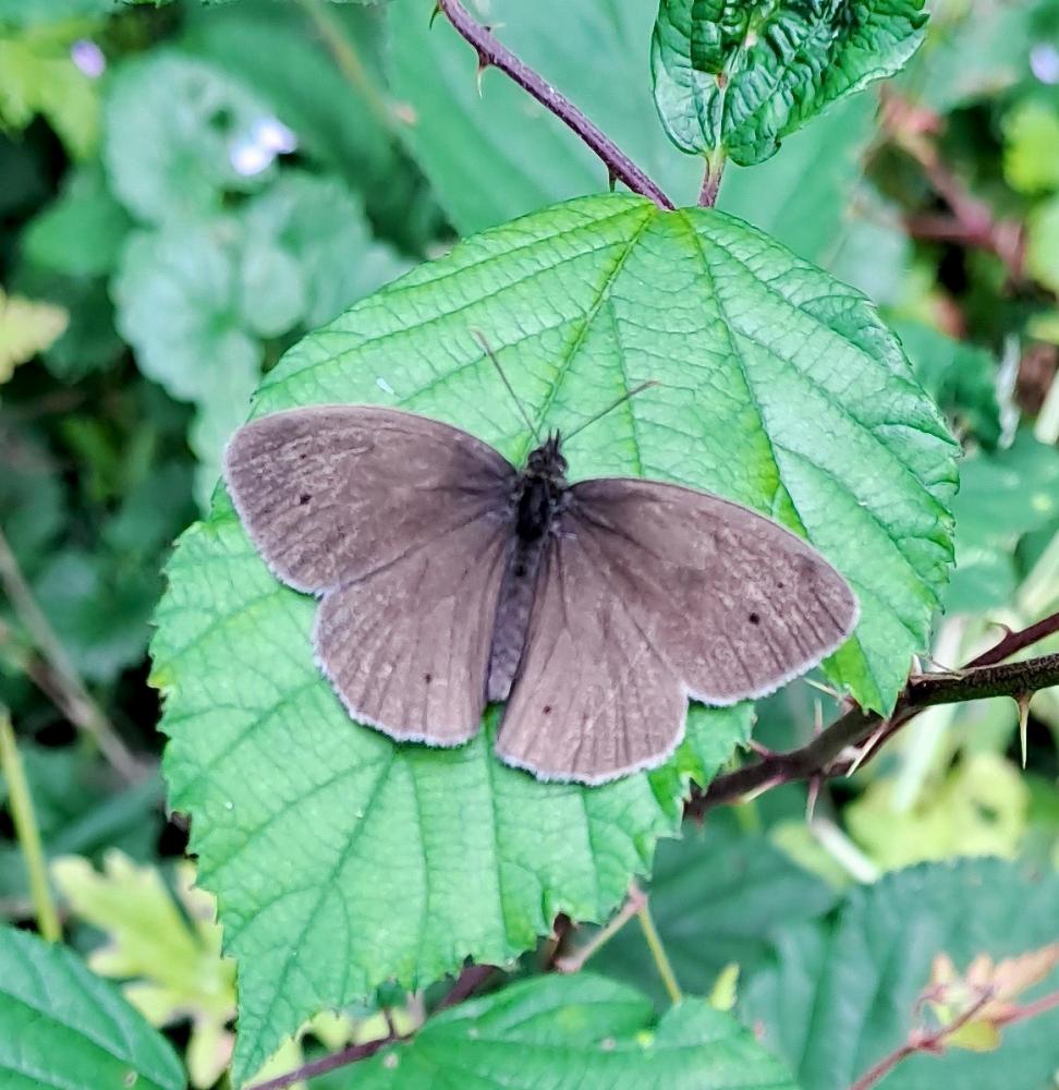 Tristan (Le) Aphantopus hyperantus (Linnaeus, 1758)