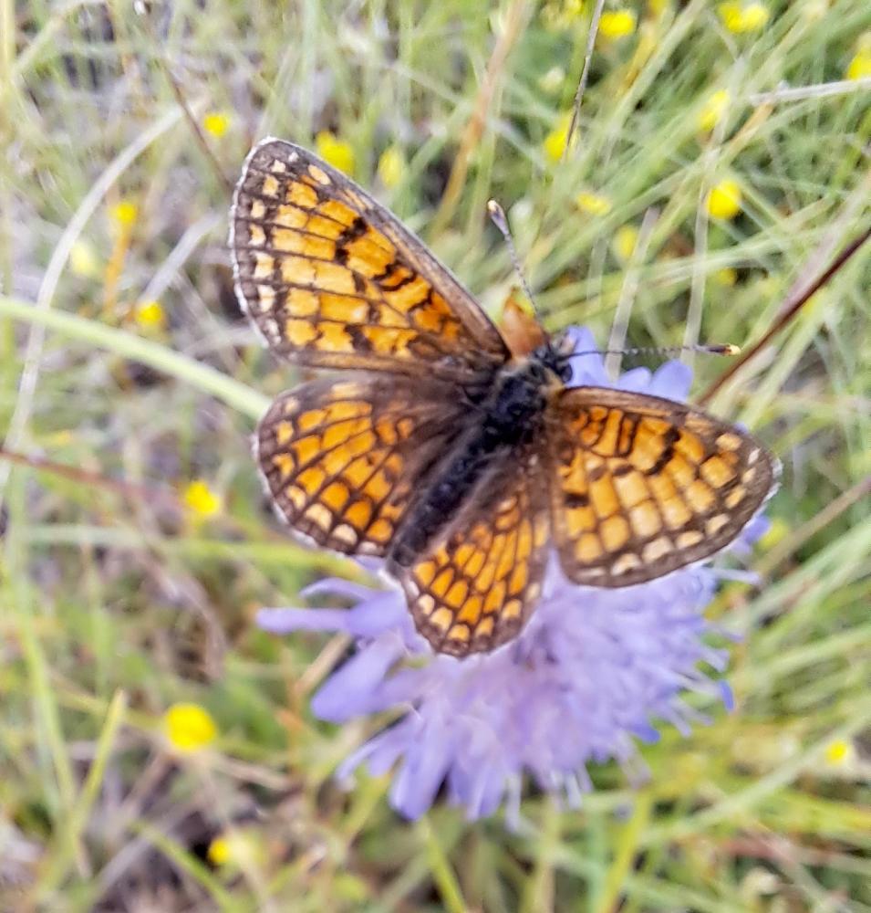 Mélitée de la Lancéole (La), Mélitée des Scabieuse Melitaea parthenoides Keferstein, 1851
