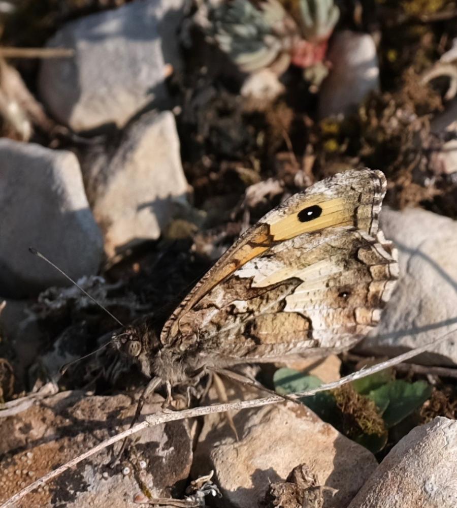 Agreste (L') Hipparchia semele (Linnaeus, 1758)