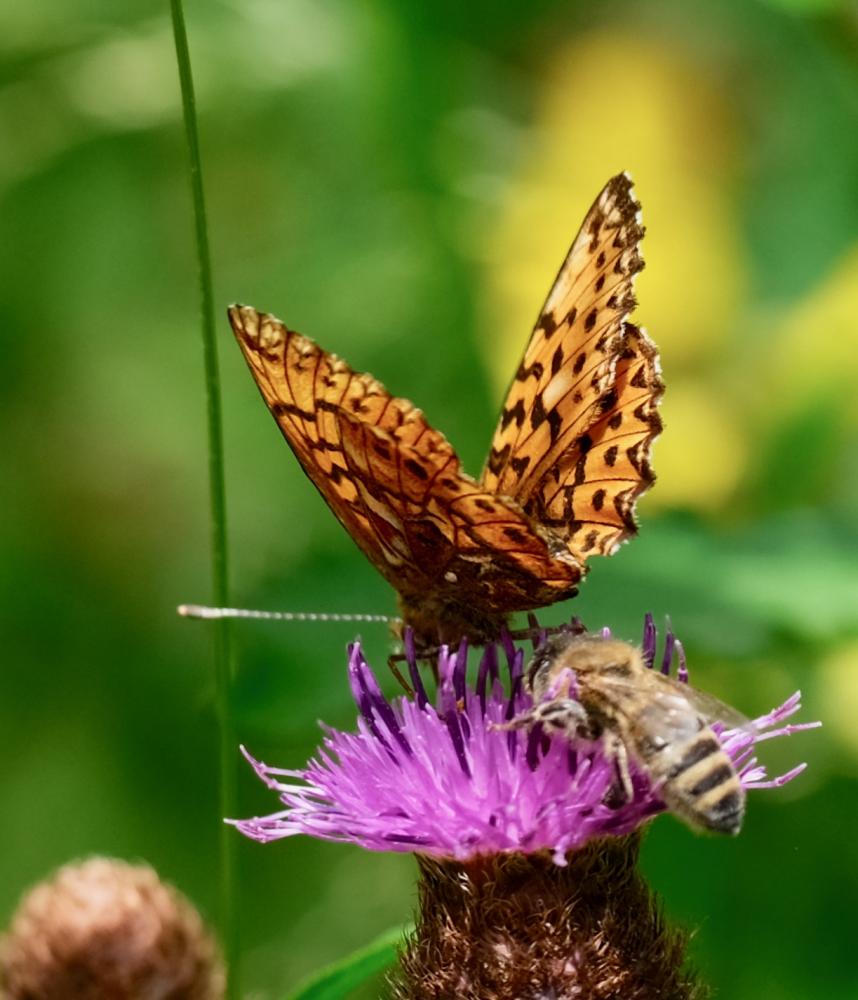 Nacré porphyrin (Le), Alezan (L'), Jason (Le), Gra Boloria titania (Esper, 1793)