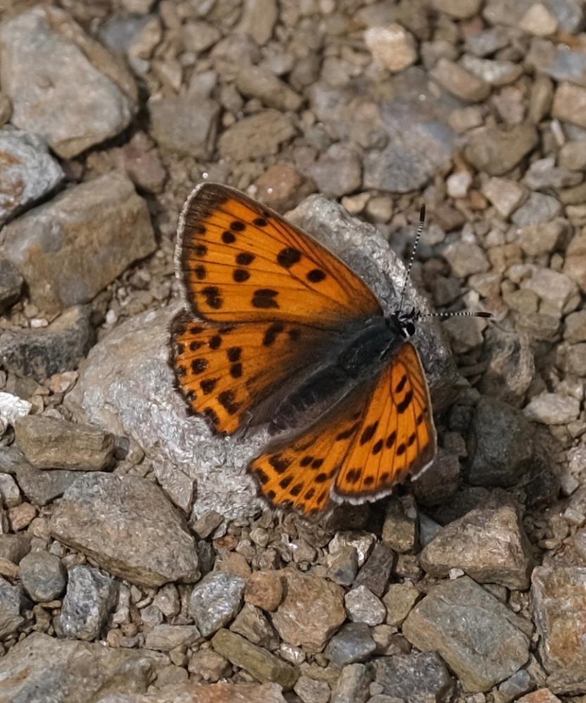 Cuivré de la Verge-d'or (Le), Cuivré satiné (Le), Lycaena virgaureae (Linnaeus, 1758)