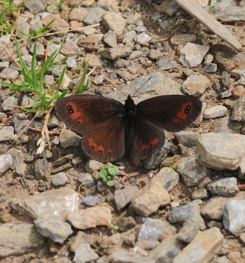 Moiré des Fétuques (Le) Erebia meolans (Prunner, 1798)