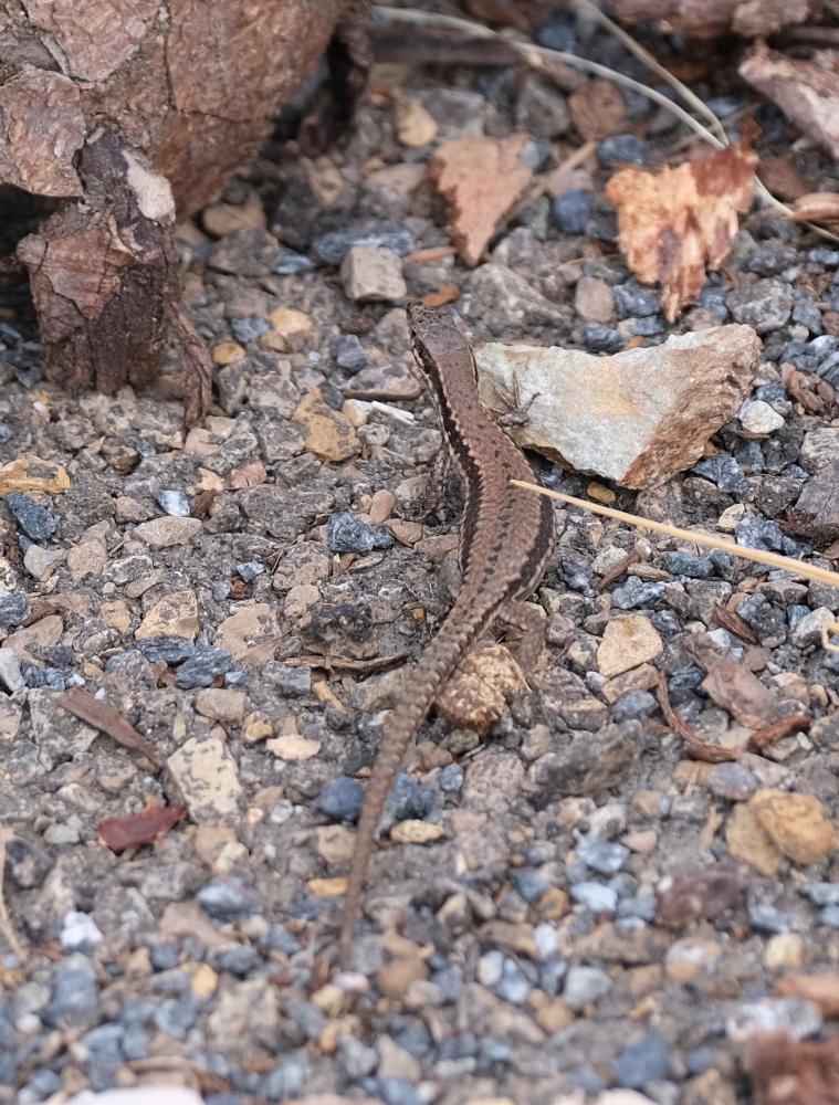 Lézard des murailles Podarcis muralis (Laurenti, 1768)