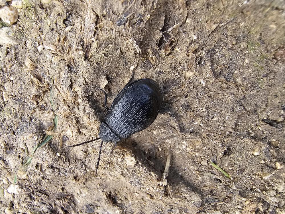 Galeruque brunette, Galéruque de la Tanaisie Galeruca tanaceti (Linnaeus, 1758)