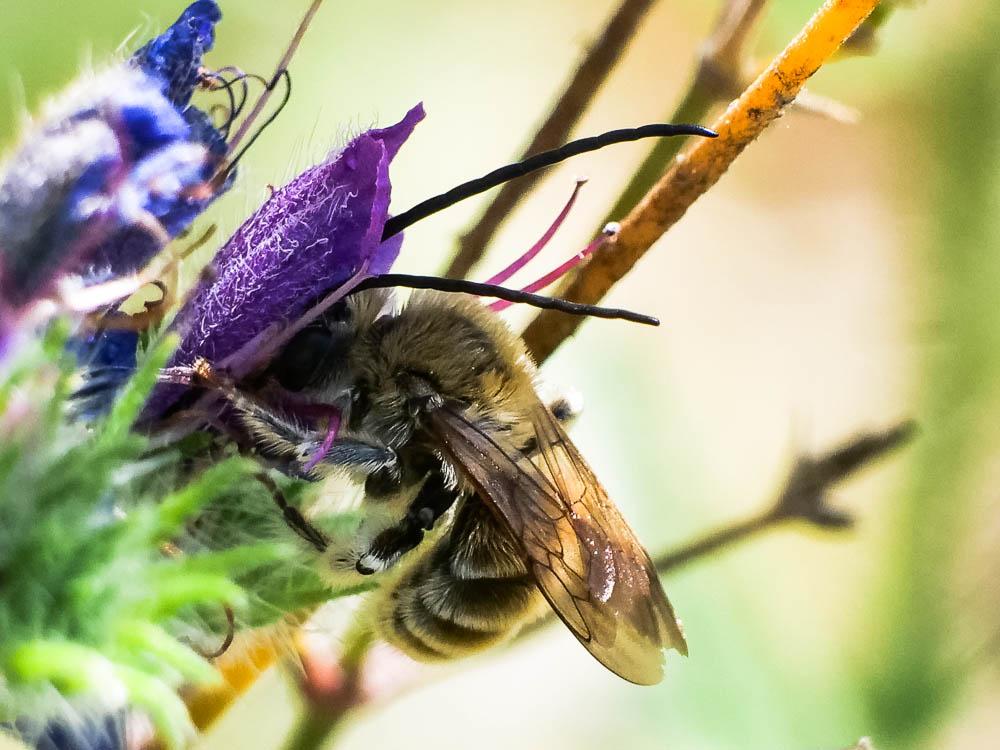 Eucera Scopoli, 1770