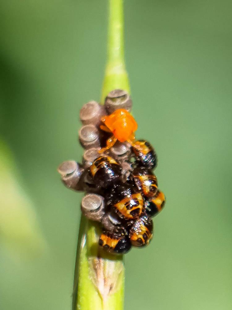  Eurydema Laporte, 1833