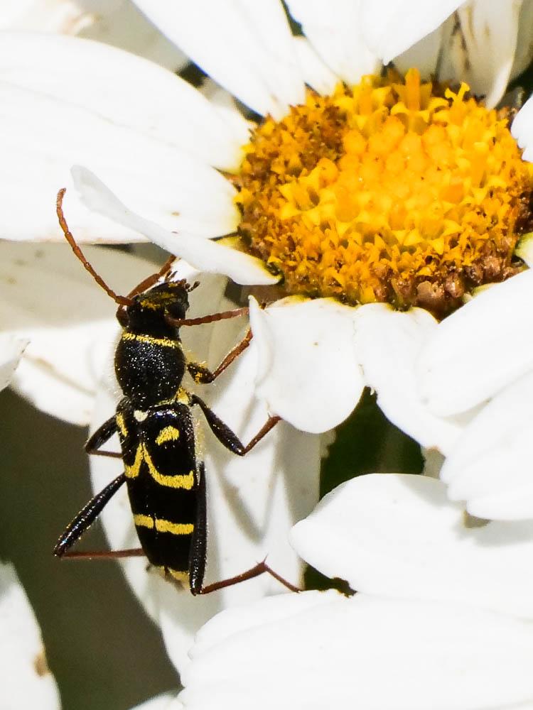 Clytus rhamni Germar, 1817