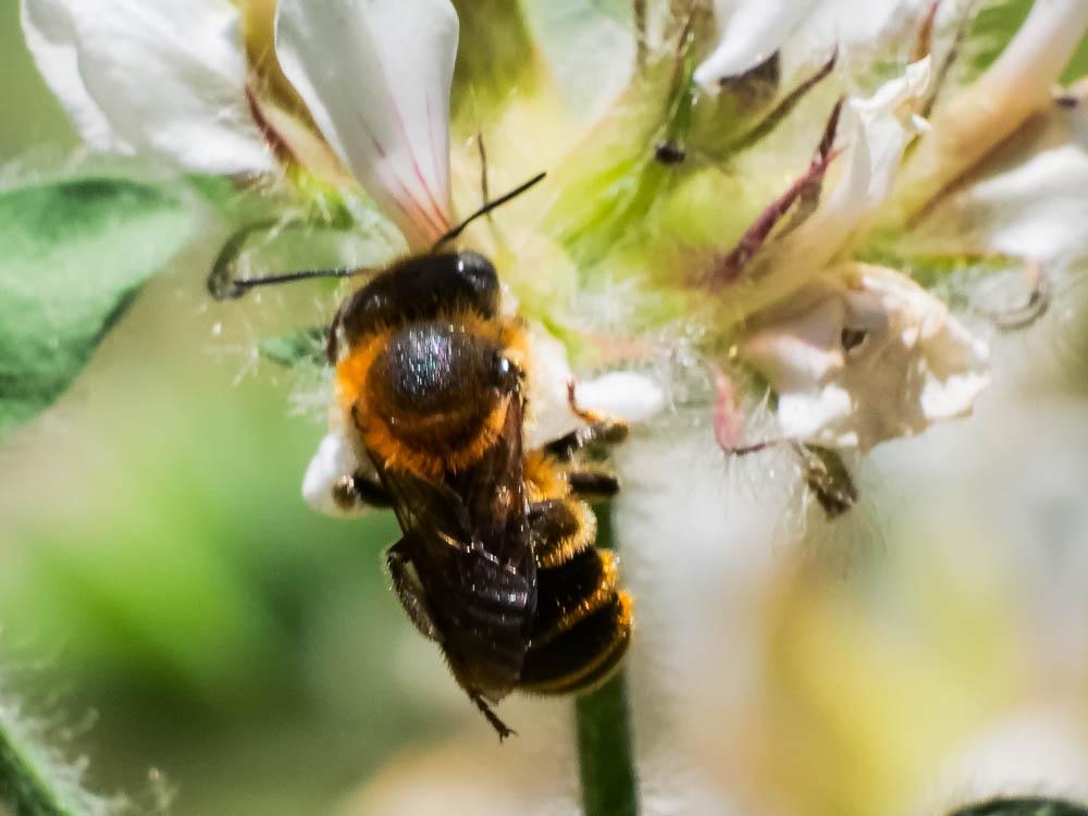 Osmia aurulenta (Panzer, 1799)