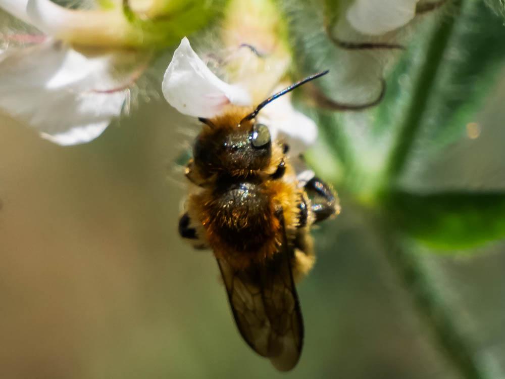  Osmia aurulenta (Panzer, 1799)