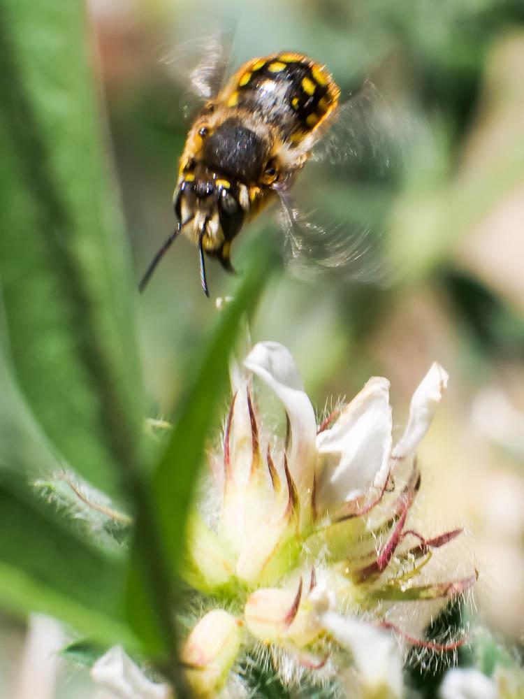 Anthidium loti Perris, 1852