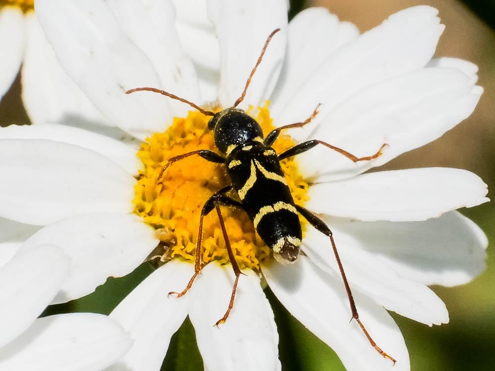Clytus rhamni Germar, 1817