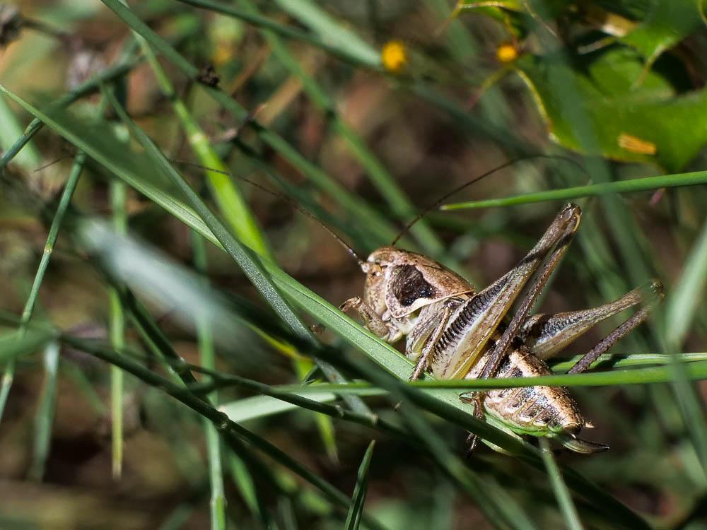  Decticus Audinet-Serville, 1831