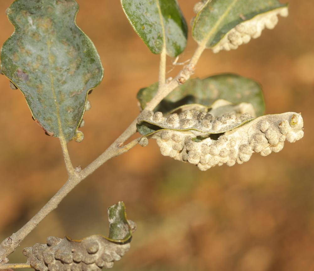  Dryomyia lichtensteinii (F. Löw, 1878)