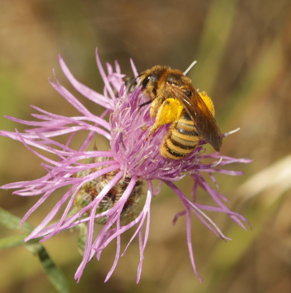 Halictus scabiosae (Rossi, 1790)