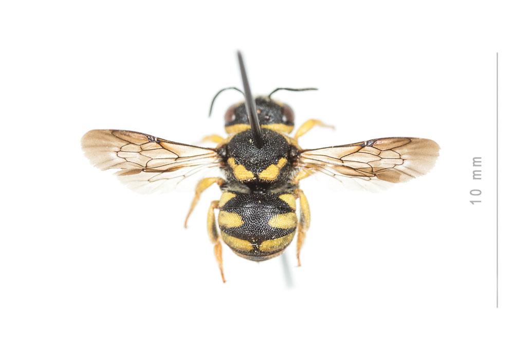  Anthidiellum strigatum (Panzer, 1805)