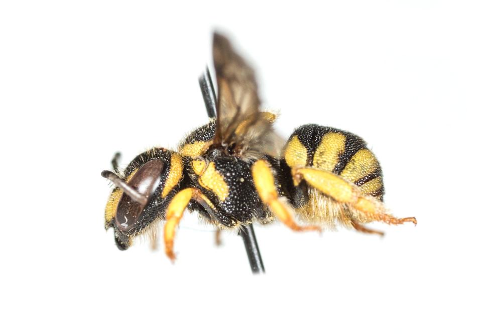 Anthidiellum strigatum (Panzer, 1805)