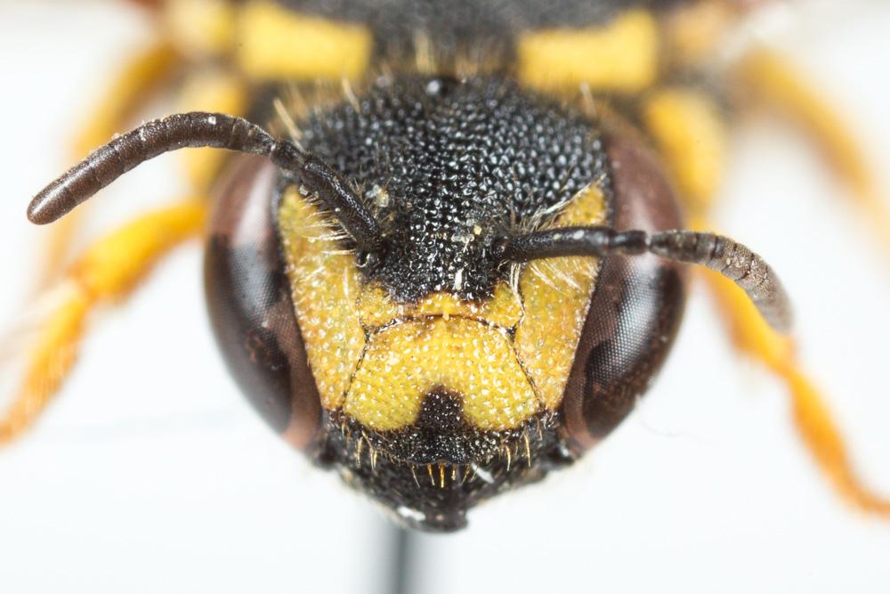  Anthidiellum strigatum (Panzer, 1805)