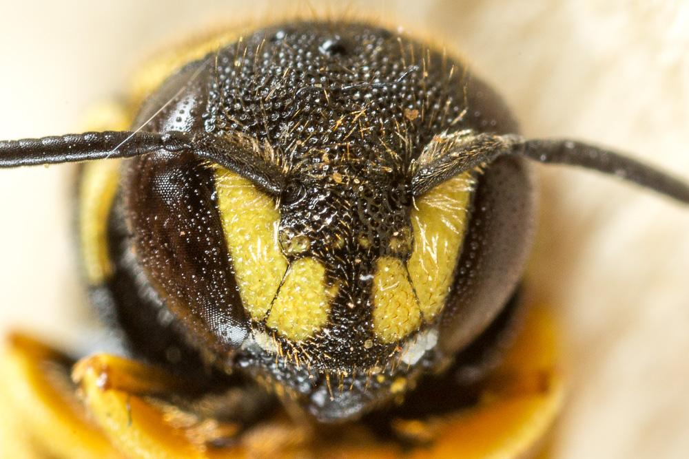 Anthidiellum strigatum (Panzer, 1805)