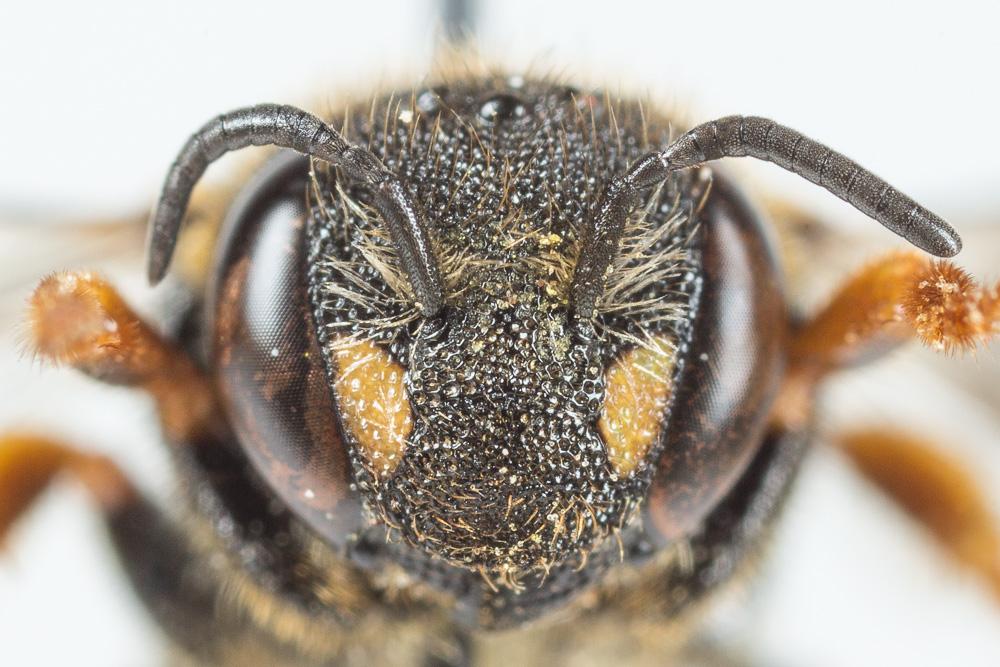  Anthidiellum strigatum (Panzer, 1805)