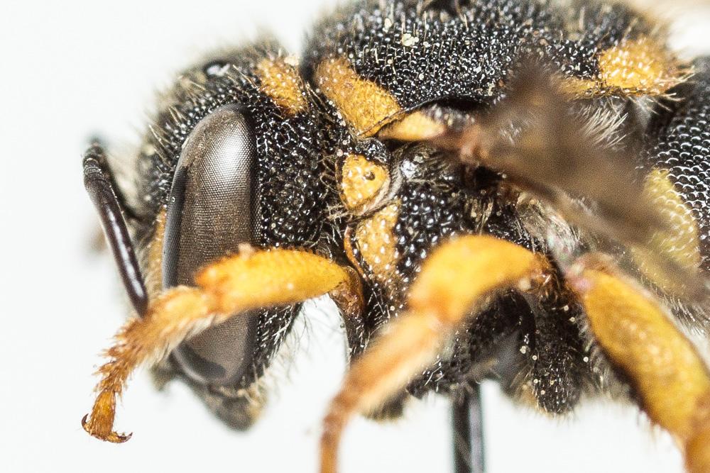 Anthidiellum strigatum (Panzer, 1805)