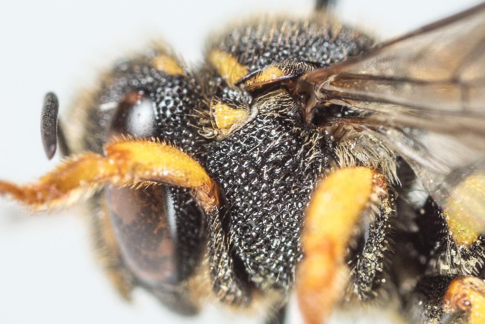 Anthidiellum strigatum (Panzer, 1805)