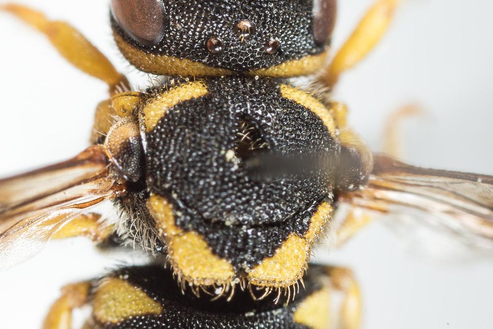  Anthidiellum strigatum (Panzer, 1805)