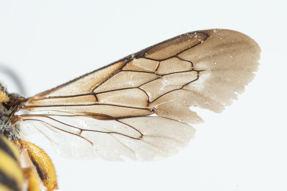 Anthidiellum strigatum (Panzer, 1805)