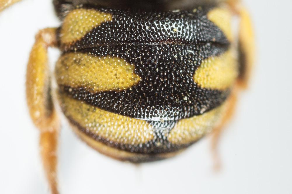 Anthidiellum strigatum (Panzer, 1805)