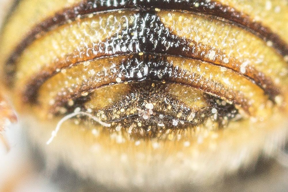  Anthidiellum strigatum (Panzer, 1805)