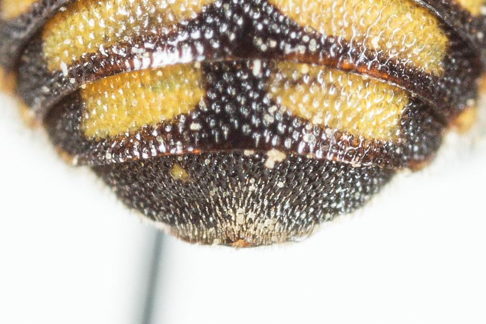  Anthidiellum strigatum (Panzer, 1805)