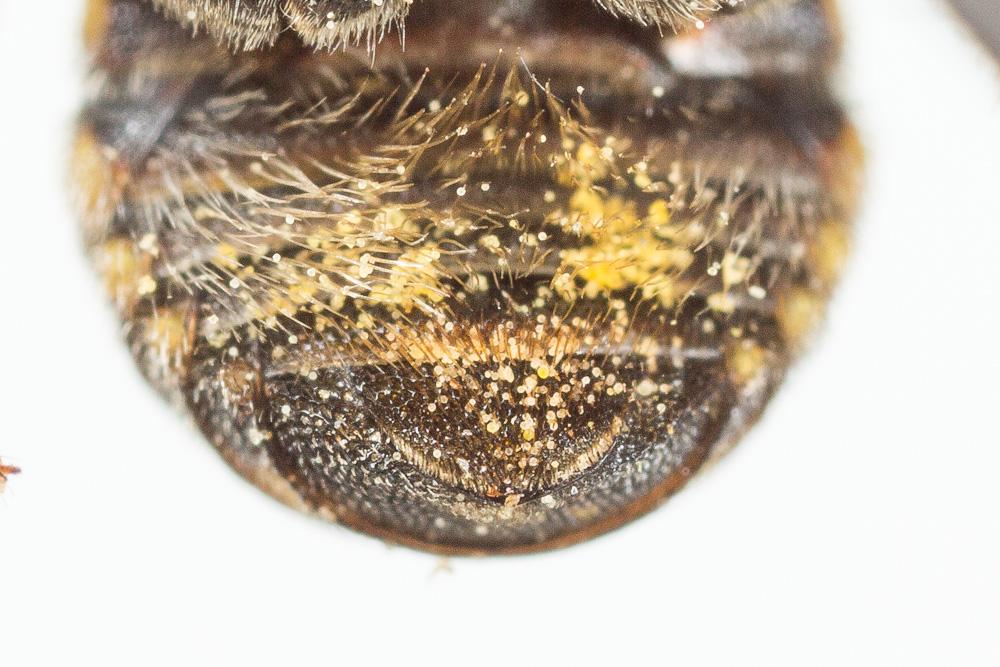 Anthidiellum strigatum (Panzer, 1805)