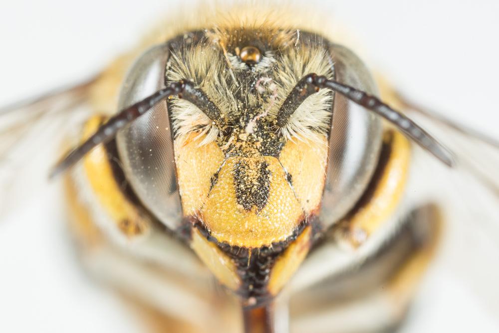 Anthidium cingulatum Latreille, 1809