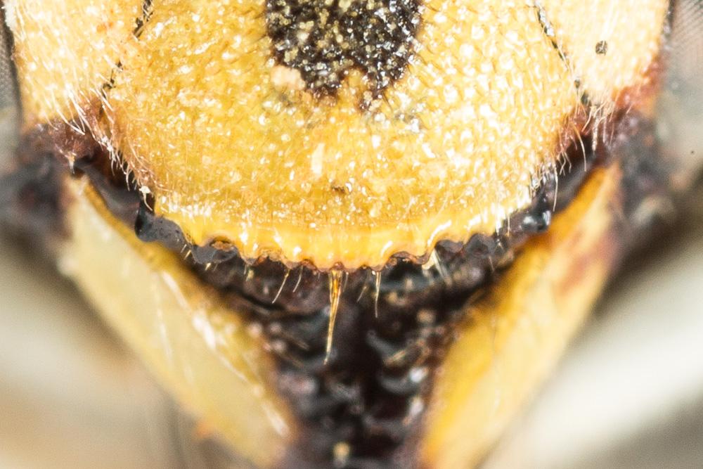 Anthidium cingulatum Latreille, 1809