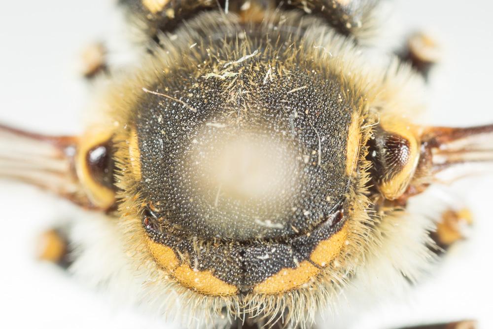  Anthidium cingulatum Latreille, 1809
