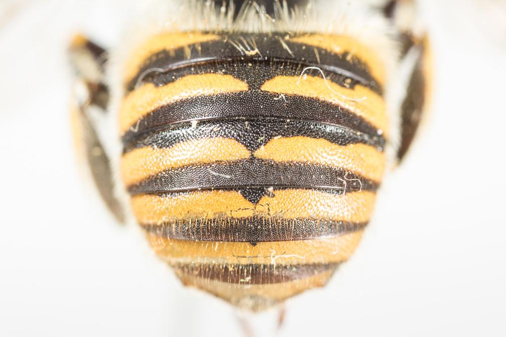 Anthidium cingulatum Latreille, 1809