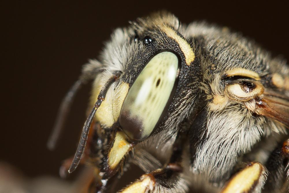 Anthidium diadema Latreille, 1809