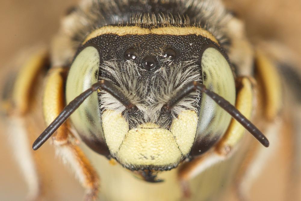  Anthidium diadema Latreille, 1809