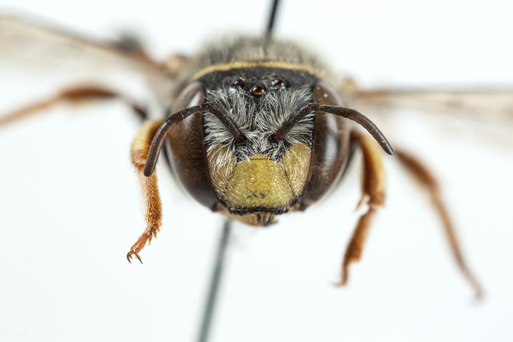Anthidium diadema Latreille, 1809