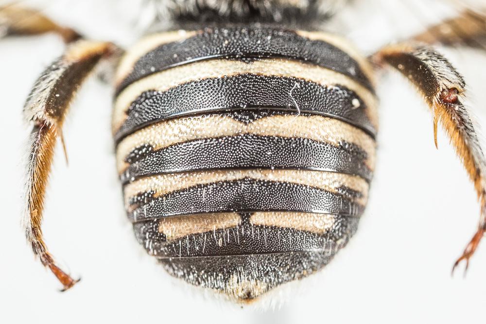 Anthidium diadema Latreille, 1809