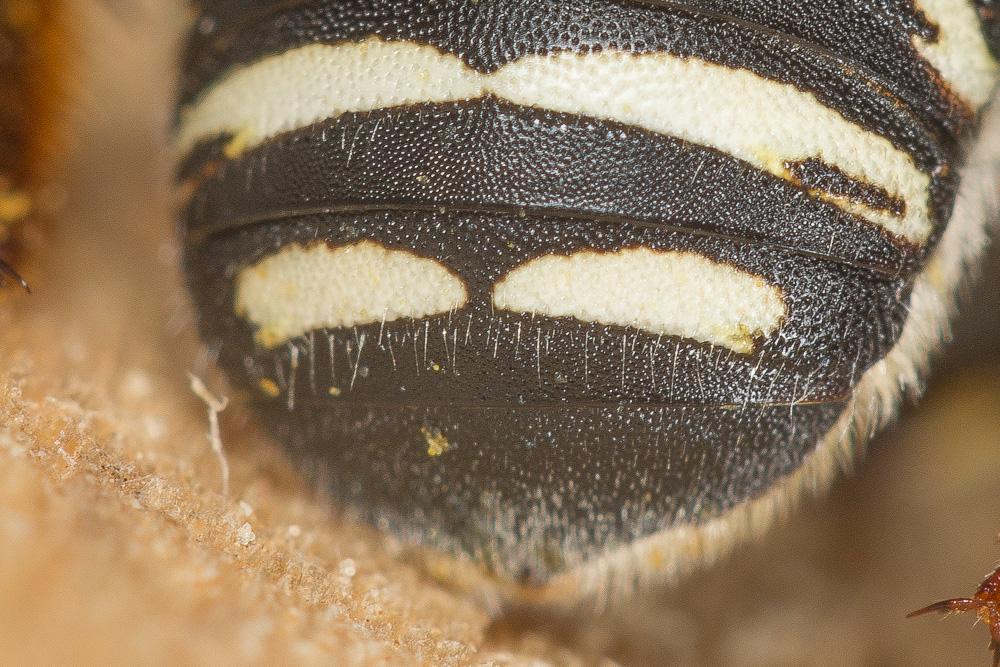 Anthidium diadema Latreille, 1809