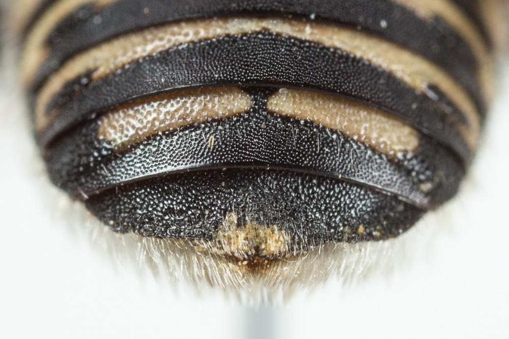  Anthidium diadema Latreille, 1809