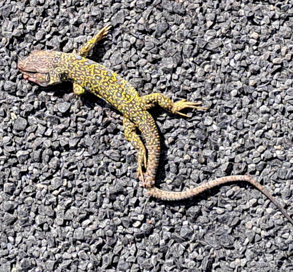 Lézard ocellé Timon lepidus (Daudin, 1802)