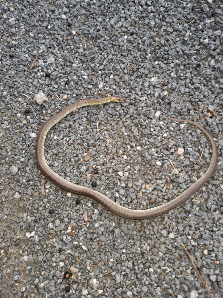 Couleuvre d'Esculape Zamenis longissimus (Laurenti, 1768)