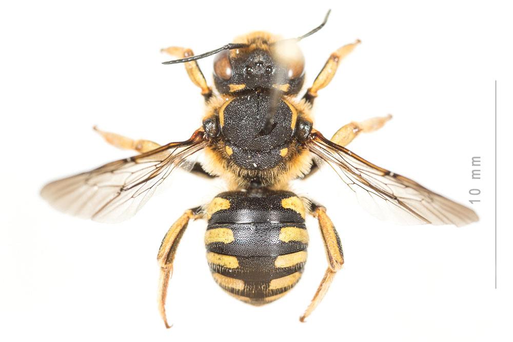 Anthidium florentinum (Fabricius, 1775)