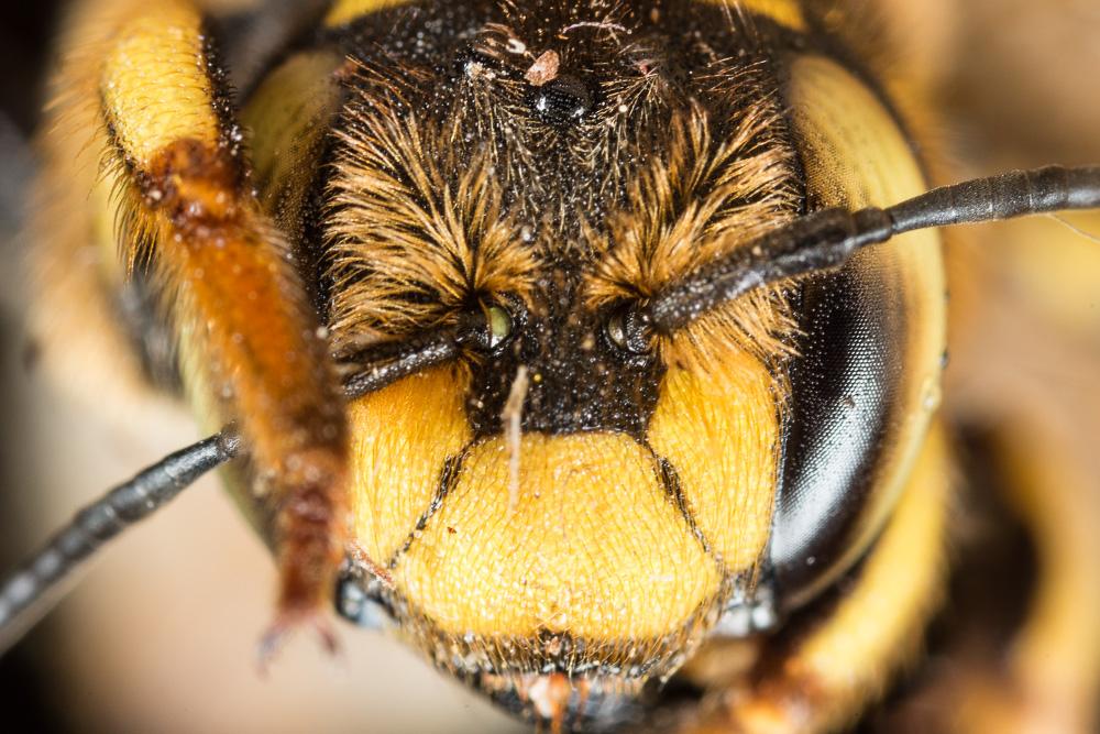 Anthidium florentinum (Fabricius, 1775)