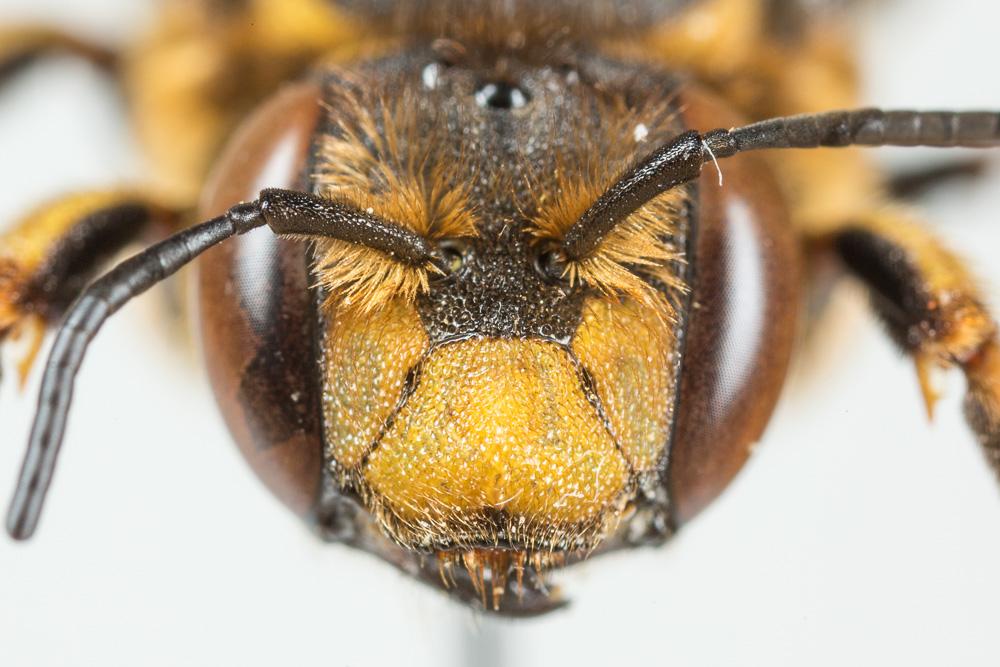  Anthidium florentinum (Fabricius, 1775)