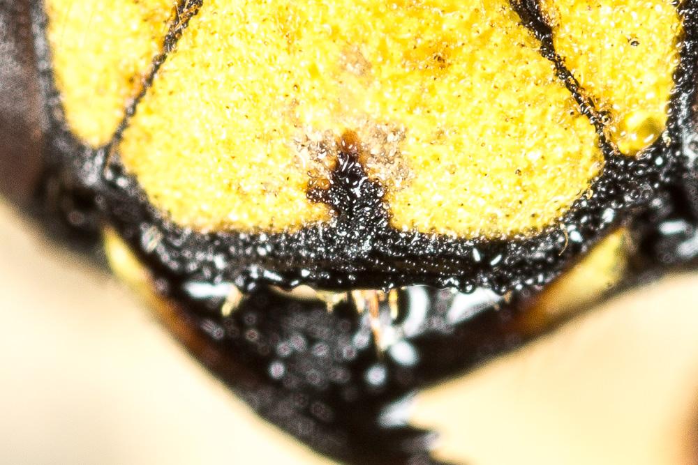 Anthidium florentinum (Fabricius, 1775)